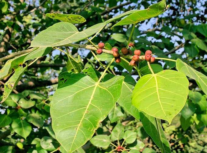 ஆண்மை அதிகரிக்க உதவும் சில உணவுகள்