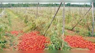 ಗಿಡದಲ್ಲೇ ಕೊಳೆಯುತ್ತಿದೆ ಟೊಮೇಟೊ !