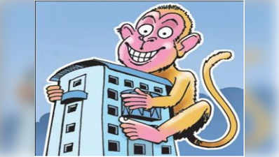 IIT बॉम्बे: पढ़ाई की नहीं बंदरों की टेंशन