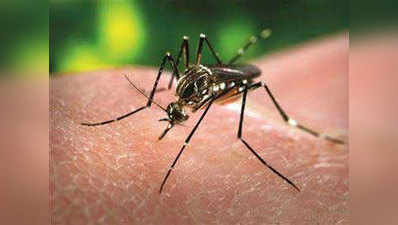 दिल्ली सरकार ने हाई कोर्ट को बताया, इस तरह रोक रहे डेंगू और चिकनगुनिया