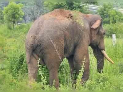 കാട്ടാനകള്‍ കഞ്ചിക്കേ‍ാട്ട് അങ്കണവാടി തകര്‍ത്തു