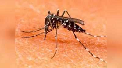 झोपड़पट्टी से ज्यादा बिल्डिंग्स में डेंगी के मच्छर