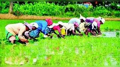 ಕೃಷಿ ಇಲಾಖೆಯಲ್ಲಿ ಕೆಲಸ