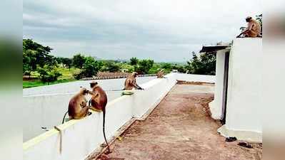 ಭಕ್ತರಿಗೆ ಕೋತಿಗಳ ಕಿರಿಕಿರಿ