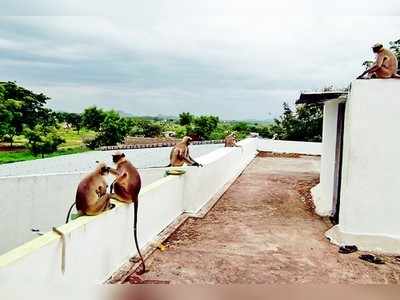 ಭಕ್ತರಿಗೆ ಕೋತಿಗಳ ಕಿರಿಕಿರಿ