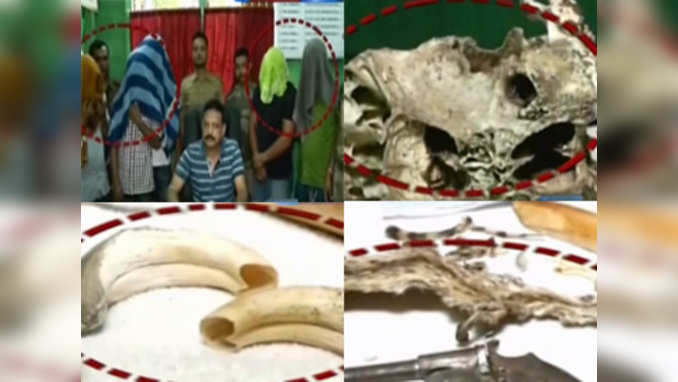 Jalpaiguri: 5 held with animal skins, skulls 