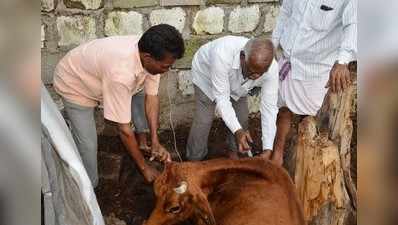 ಮಂತ್ರಾಲಯದ ಗೋ ಶಾಲೆಯಲ್ಲಿ ಆರು ಹಸು ಸಾವು