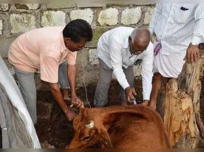 ಮಂತ್ರಾಲಯದ ಗೋ ಶಾಲೆಯಲ್ಲಿ ಆರು ಹಸು ಸಾವು