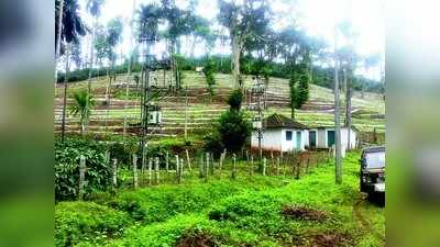 ಮಲೆನಾಡಿನಲ್ಲಿ ನೆರಳುರಹಿತ ಕಾಫಿ ಬೆಳೆಯ ಪ್ರಯೋಗ