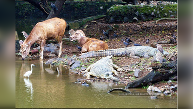 మొసలి-జింక ఇలా కూడా ఉంటాయా?