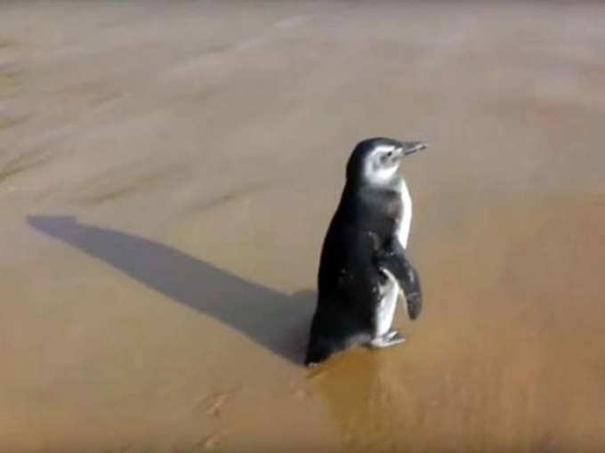 5000 मील दूर दोस्त से मिलने आता है पेंग्विन