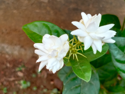 ஹ்ம்ம் மணக்கும் மல்லியில் இத்தணை மருத்துவக் குணங்களா??