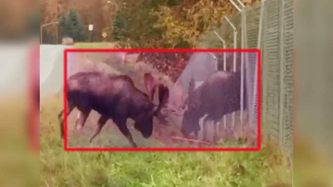 Watch: Moose fighting through fence 