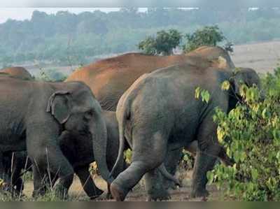 ওডিশার বাধায় অসময়ে ফিরছে হাতিরা, ছুটি বাতিল বন দপ্তরে