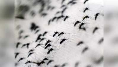 स्वास्थ्य विभाग ने बनाई मच्छरपकड़ टीम, डेंगू फैलाने के जिम्मेदार मच्छरों की गिरफ्तारी