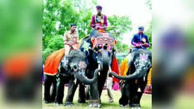 ತುಂಗಾ ತೀರದಲ್ಲಿ ಆನೆಗಳ ಚಿಣ್ಣಾಟ