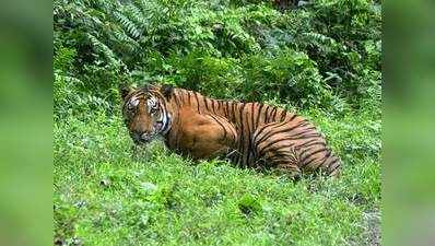 जिम कॉर्बेट में दिखा भारी-भरकम बाघ, अफसर हैरान