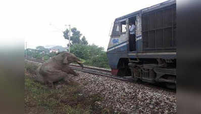 ट्रेन की टक्कर से घायल हुए हाथी की इलाज के दौरान मौत