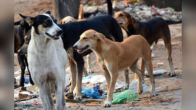 केरल में आवारा कुत्तों की संख्या युद्ध स्तर पर कम करें : सुप्रीम कोर्ट पैनल