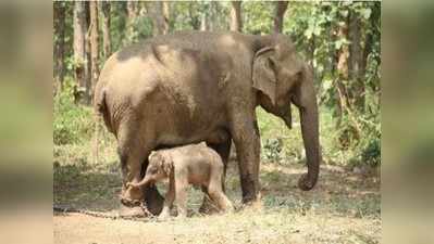 ಮಲಬದ್ಧತೆಗೆ ಚಿಕಿತ್ಸೆ ಪಡೆಯುತ್ತಿದ್ದ ಆನೆ ಮರಿಗೆ ಜನ್ಮ ನೀಡಿದೆ