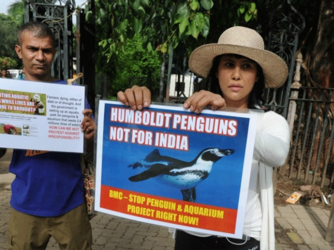25 करोड़ के पेंग्विंस को नहीं भा रही मुंबई की हवा