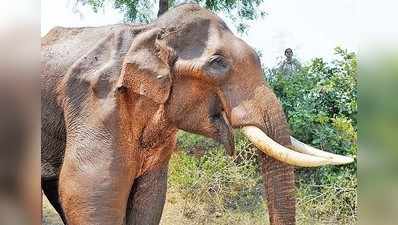 ಕಾಡಾನೆ ಸಿದ್ದ ಮತ್ತಷ್ಟು ನಿತ್ರಾಣ: ದೇಹದಲ್ಲಿ ಗುಂಡುಗಳು ಪತ್ತೆ