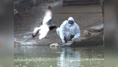 Bird flu scare: 64 avian deaths reported in Delhi, govt issues advisory 