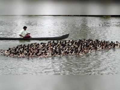 ആലപ്പുഴയില്‍ പക്ഷിപ്പനി സ്ഥിരീകരിച്ചു; താറാവുകളെ കൊല്ലും