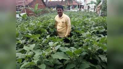 ಖಾಲಿ ಸೈಟ್‌ನಲ್ಲಿ ತರಕಾರಿ