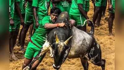 ஜல்லிக்கட்டு நடத்தக்கூடாது பிடிவாதம் பிடிக்கும் பீட்டா!