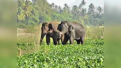 கிருஷ்ணகிரி அருகே காட்டு யானைகள் தஞ்சம்