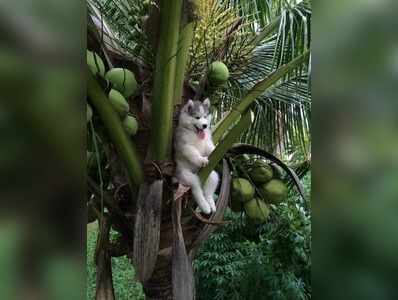 തെങ്ങില്‍ക്കയറിയ പട്ടിക്കുഞ്ഞിനെ ട്രോളി ഇന്‍റര്‍നെറ്റ്