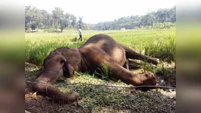 വീണ്ടും ക്രൂരത; വയനാട്ടില്‍ കാട്ടാനയെ വെടിവെച്ചു കൊന്നു