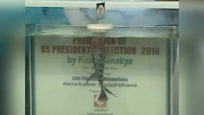 अब एक भारतीय मछली ने की भविष्यवाणी, ट्रंप जीतेंगे राष्ट्रपति चुनाव!