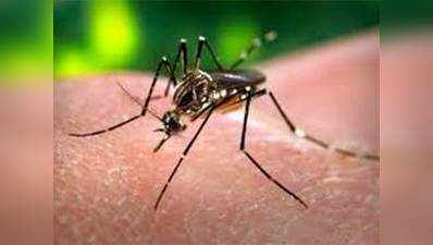 उल्हासनगर में मच्छरों का प्रकोप, फैल रहा डेंगी-मलेरिया