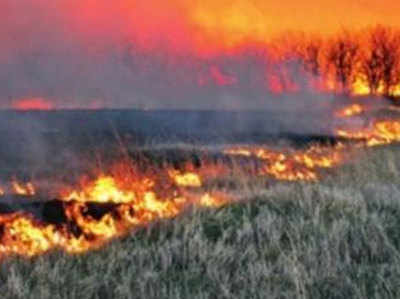खेतों में पराली जलाने को मजबूर हैैं किसान, सरकार से नहीं मिल रही कोई मदद