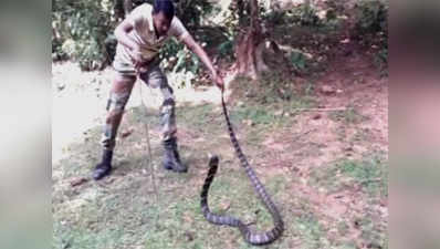 Watch: 16-ft-long rare king cobra rescued from Similipal Tiger Reserve 