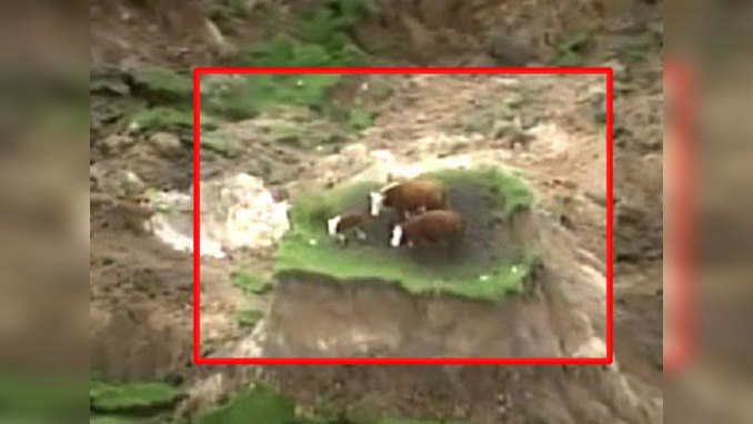 Stranded quake cows rescued in New Zealand 