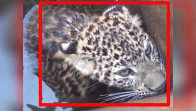 Watch: Leopard rescued from well 