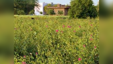 नोटबंदीः खेतों मुरझाए फूल, किसानों ने की मुआवजे की मांग