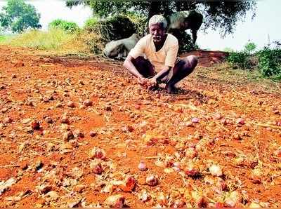 ಬೆಲೆ ಇಲ್ಲದೇ ಉಳ್ಳಾಗಡ್ಡಿ ನಾಶ