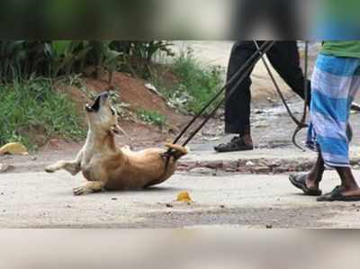 পথকুকুর মারবেন না, কেরালার নিধন গোষ্ঠীকে সতর্ক করল সুপ্রিম কোর্ট