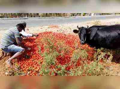 ಟೊಮೆಟೋ ಬೆಲೆ ಕುಸಿತ