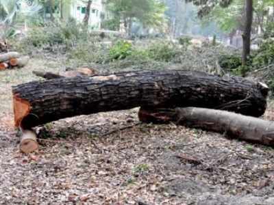 উদ্যান তৈরির নামে গাছ খুন বিধাননগরে