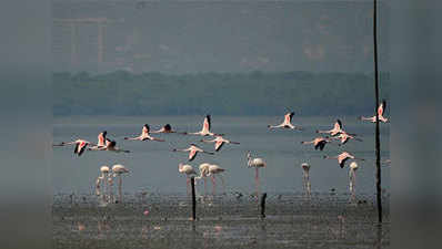 Mumbai: Flock of flamingos throng Vashi creek 