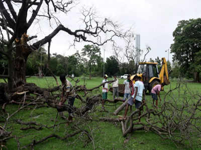 গাছ কাটার অনুরোধে জেরবার পুরসভা