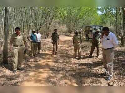 * ಗಂಧ ಚೋರರ ನಿಗ್ರಹ ವೆಂಕಟನಿಗೇ ಸವಾಲು* ರಕ್ಷಿತ ಅರಣ್ಯಕ್ಕೆ ಬೇಕಿದೆ ಬಿಗಿ ಕಾವಲುಚೋರರ ಸ್ವರ್ಗವಾಯ್ತು ಚಂದನವನ