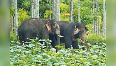 ಕಾಫಿ ತೋಟಗಳೇ ಈ ಆನೆಗಳ ಪರ್‌ಪಂಚ