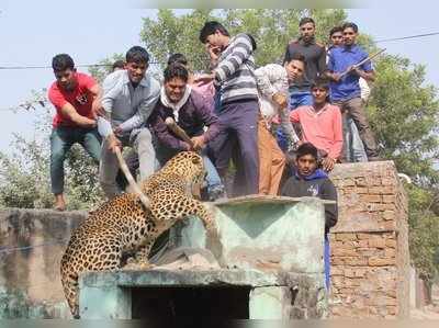 గ్రామస్థులపై దాడి చేసిన చిరుత, చంపేసిన జనం