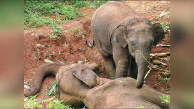 देखें, जब अपनी मां के शव को छोड़कर नहीं गया हाथी का बच्चा